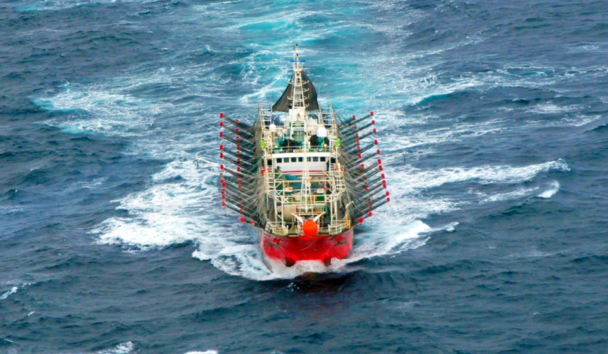 La zafra de calamar desacelera tras un inicio excepcional y genera incertidumbre en la flota